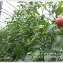 강일 농장 이미지