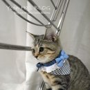 바느질하는고양이 이미지