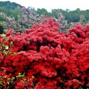 전북전주 완산공원 꽃동산 이미지