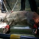 멧돼지집 이미지