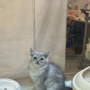 브룩스캣슬 이미지