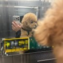 몽몽이애견미용 | [블챌] 대구 칠곡 구암동 신상 애견미용실 추천 &#34;플러피유&#34;