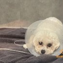 정평동물병원 이미지