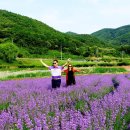 라벤더 이미지