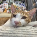 pet24라9602 | 우리집 고양이 코코 근황