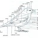 The Official Gouldian Finch Standard-Approved by the NFSS 번역 이미지