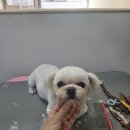 멍빨털빨 이미지