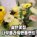 나무플라워앤플랜트 이미지