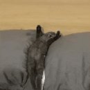 발라당냥 이미지