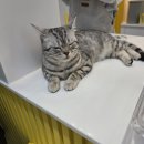 청주고양이카페아이캣유 이미지