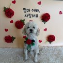 people puppy 네이버블로그