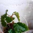 타이니젬 이미지