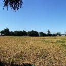 귤림추색 이미지