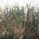 옥수수부동산중개사무소 이미지