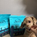 와구와구 | 곤충사료 · 강아지곤충사료 추천링링이가 와구와구 먹는 지미니 귀뚜라미 단백질 강아지사료 후기🐾