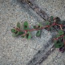 나무향기 이미지