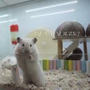 와우펫앤쥬 김해점 | 진주 파충류샵 와우펫앤쥬 진주점 아이랑 가볼만한곳