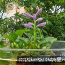 수림꽃농원 이미지