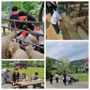 양평양떼목장 이미지