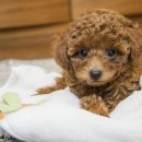 정직 동물병원 이미지
