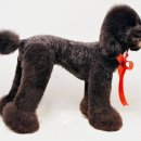 베리애견미용 이미지