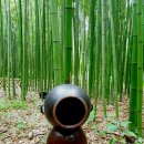 대숲향기 이미지