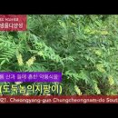 산과 들의 약용식물 이미지