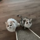 해든고양이병원 | [내돈내산] 고양이 각막궤양 치료 / 의정부 24시해든동물의료센터 민락점 후기