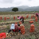 합천양파 이미지