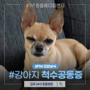 FM동물영상의학센터 | 강아지 척수공동증 증상과 필수 검사와 치료 방법은?