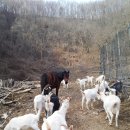 명월농장 이미지