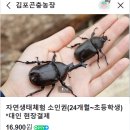 대지사슴농장 | 김포 26개월 아기랑 가볼만한곳 추천 김포곤충농장 체험후기(동물먹이주기,곤충관찰,파충류 만져보기,밤...