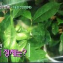 그라비올라 이미지