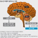 ‘청소년기의 뇌 발달’을 고려한 자녀교육 이미지