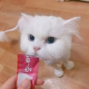 개거품그루밍 | 담은 동물병원 - 고양이 코코 마취 미용 및 혈액검사 / 은평구 불광동
