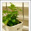 페페로미아 이미지