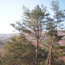 일송조경