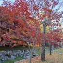 예산 산사의 단풍명소 금오산 향천사 후기