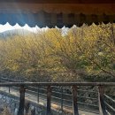 현천회관 | [구례] 현천마을 산수유 개화 (26.03.21)🐥💛