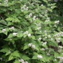 국수나무? 이미지