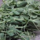 코리농장 이미지