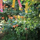 안일초등학교백야분교장 이미지