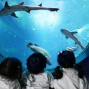 황금아쿠아 이미지