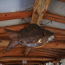 낭만고등어 이미지