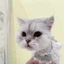 미야옹실 이미지