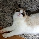 랙돌캐터리올리비아 네이버블로그