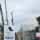 이상철금귤