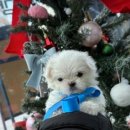 버디독 강아지분양 안심분양센터 시흥점 이미지