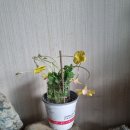 오리자 Daum카페