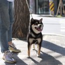 시바스럽 이미지